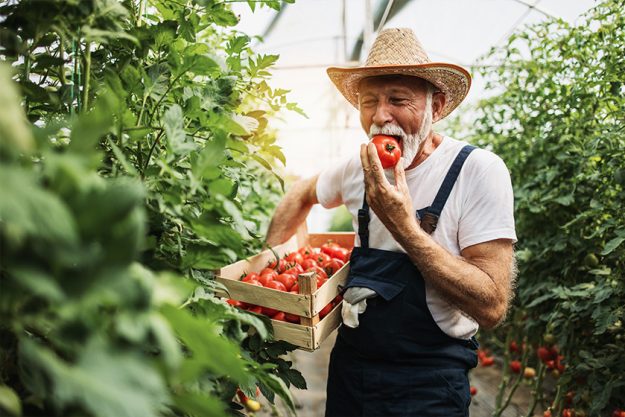 Happy and smiling senior man working in greenhouse. Happy and smiling senior man working in greenhouse.
