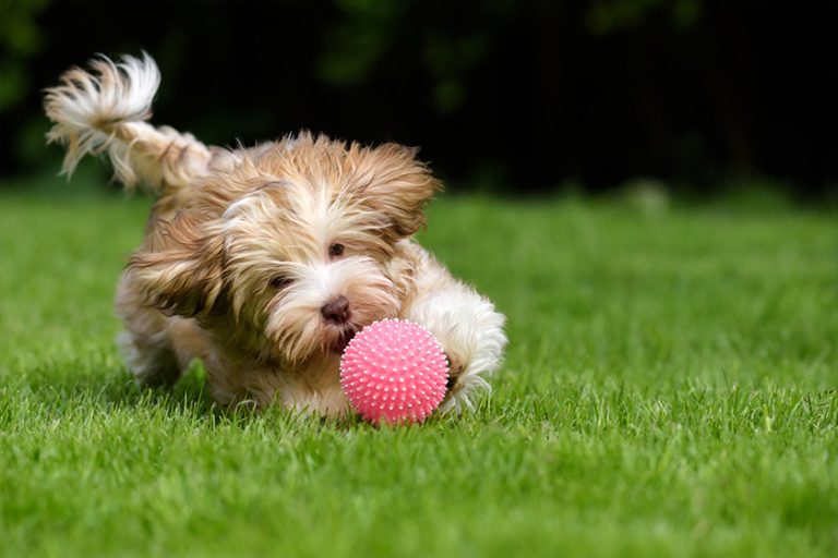 Playful havanese puppy dog chasing a pink ball in the grass Playful havanese puppy dog chasing a pink ball in the grass