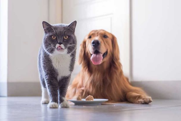 British shorthair cat and Golden Retriever British shorthair cat and Golden Retriever