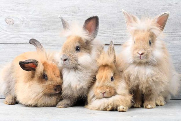 Group of lovely bunny easter rabbits
