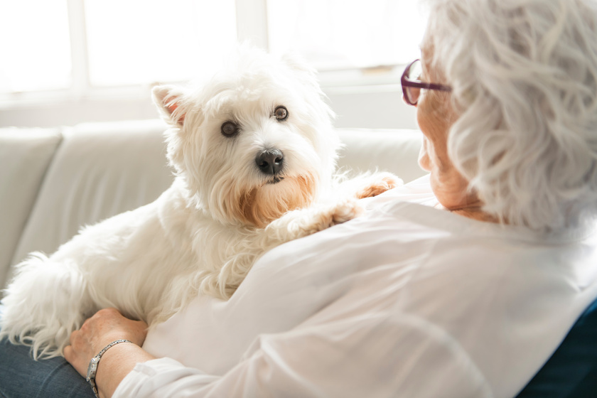 The Therapy pet on couch next to elderly person in retirement rest home for seniors 6 Health Benefits Of Pet Therapy For Your Elderly Loved One