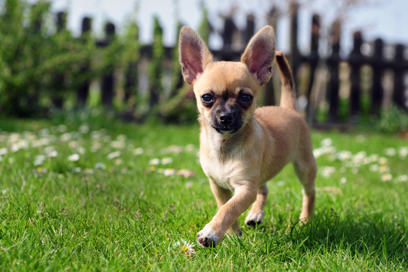 the-benefits-of-having-pets-to-simplify-your-retirement the-benefits-of-having-pets-to-simplify-your-retirement