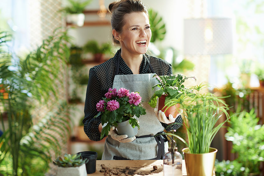 Relaxing home gardening. smiling modern 40 years old housewife in white rubber gloves with potted plant in the modern living room in sunny day. Relaxing home gardening. smiling modern 40 years old housewife in white rubber gloves with potted plant in the modern living room in sunny day.