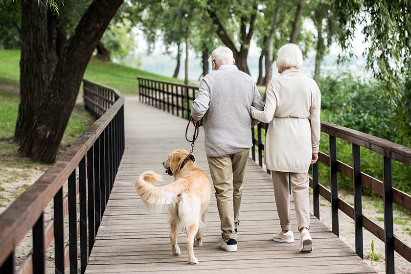 Senior couple walking cute dog iacross wooden bridge park Senior couple walking cute dog iacross wooden bridge park