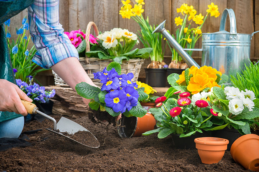 Gardener planting flowers