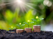 young tree sits pile coins grows fertile soil ideas